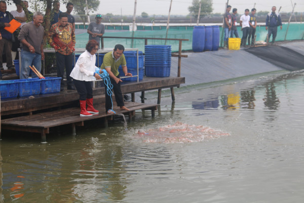 Penen Udang Muara Gembong